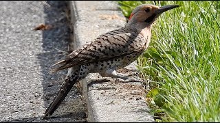 Pic flamboyant cri  Northern Flicker call [upl. by Naenaj]