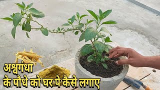 Ashwagandha plant care and benifit  detailed video  tech garden [upl. by Ellegna]