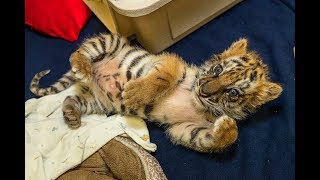 Confiscated Tiger Cub Doing Well [upl. by Surazal]