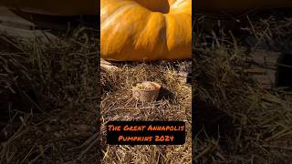 The Great Annapolis Pumpkins of 2024  annapolismd blowfishpokeannapolis annapolis october2024 [upl. by Melas993]