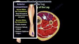 Muscle Compartments Of The Leg  Everything You Need To Know  Dr Nabil Ebraheim [upl. by Cut316]