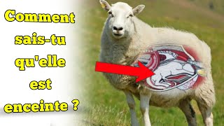 Comment savezvous que les brebis sont gestantes les signes de la grossesse chez les brebis [upl. by Elda]