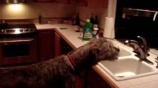 Irish Wolfhound Thanksgiving [upl. by Leffert]