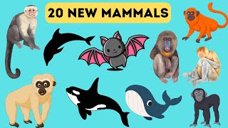 Mammals Animals Kids Learning Poem Some Animals Poem Song for kids Nursery Rhymes [upl. by Khai771]