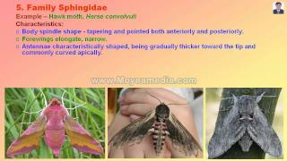 Lepidopteran Insect Family identificationmp4 [upl. by Miun]