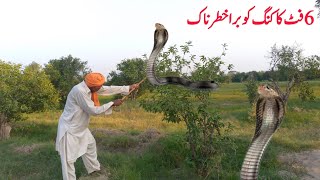 A king cobra sitting on a tree was caught by Jogi a 6 feet long snake  snake rescue  king Cobra [upl. by Ennaylil58]