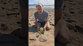 Sea Rocket cakile maritima adventure herbs foraging beach seaside explore nativeplants sea [upl. by Ameluz]