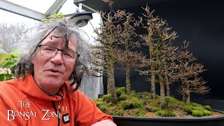 Pruning My Larch Forest Part 1 The Bonsai Zone March 2024 [upl. by Leitman32]