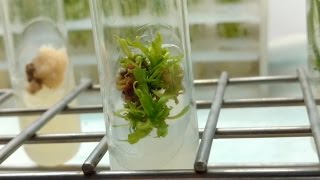 Plant Tissue Culture in 3 minutes [upl. by Icram]