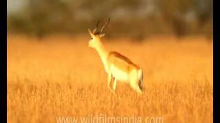 Blackbuck antelope leaping in the air  crapping Blackbuck [upl. by Zeiler]