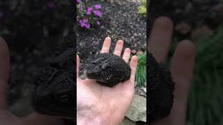 Giant toad in my yard wildlife nature animals [upl. by Lydell]