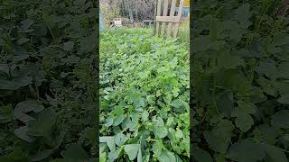 Green manure to chop and drop or not [upl. by Norford]