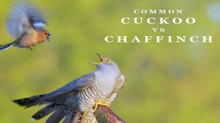 CUCKOO bird vs Chaffinch  bird call and sounds [upl. by Darraj]