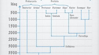 Organismvärldens indelning gammal [upl. by Rozele]