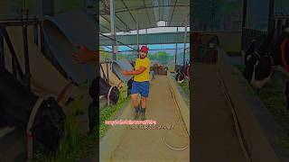 Successful cow dairy farm starting dairy farm business in India dairy farm tour in Indiafarming [upl. by Laekim]