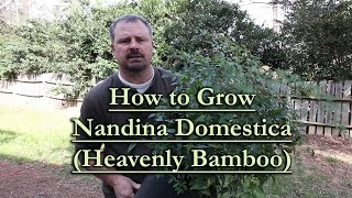 How to grow Nandina Domestica Heavenly Bamboo [upl. by Cookie392]