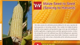 maize seed to seed sowing to harvest [upl. by Leal]