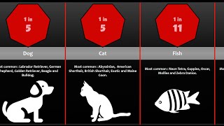 Probability Comparison Pets  Companion animals [upl. by Atinauj593]