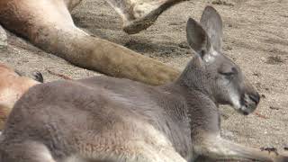 アカカンガルー 盛岡市動物公園 2019年4月12日 [upl. by Elihu]