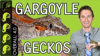 Gargoyle Gecko The Best Pet Reptile [upl. by Eiggem]