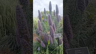 Blue wings 🕊️🕊️🕊️ flowers newzealand kiwi botanicalgarden [upl. by Elleda925]