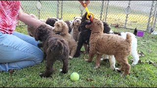 Standard Poodle Puppies  8 Weeks Old [upl. by Aicilas846]