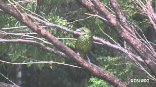 Green Catbird [upl. by Yahc21]