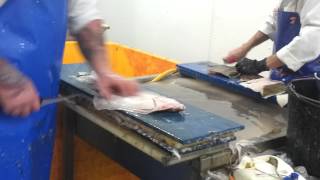 Plaice filleting Grimsby dock UK 2 years into my career [upl. by Sabelle]