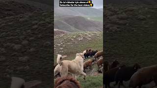 KANGAL AND SHEEP wildlife kangal kangaldogs sheep nature shortsvideo shorts youtube dog [upl. by Gnouhk958]