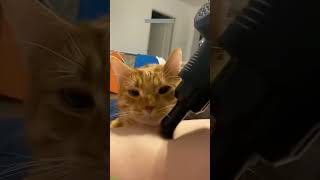 Funniest Cat 😅 Cat Fight 🥰 WeAreCats Part 7047 [upl. by Telfore64]