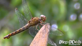 Dragonfly Orthetrum Brown species Anisoptera  Libellulidae SC Brasil [upl. by Wilt942]