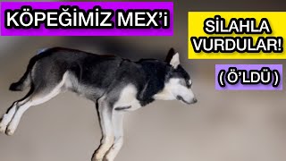 Köpeğimiz Mex’i SİLAHLA VURDULAR [upl. by Daria]