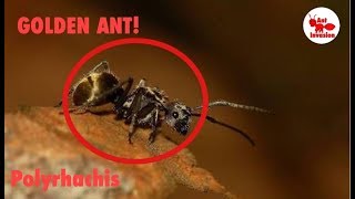 Polyrhachis ants 500 SUBSCRIBER SPECIAL [upl. by Herstein360]