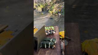 Sushi with eel in nature asmr cooking [upl. by Emera]