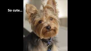 My Yorkshire Terriers Yapping Problem  I love My Yorkshire Terriers temperament except barking [upl. by Thorsten]