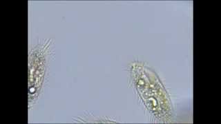 Pantoffeltierchen Paramecium unter dem Mikroskop [upl. by Iruy]