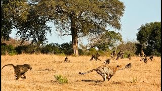 Leopard vs Baboon Fight and Baboon Win [upl. by Nimajneb164]