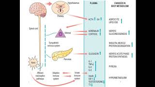 metabolic response to injury [upl. by Yahsel]