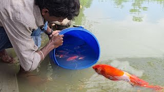 Released All Aquarium Koi Fish Into The Pond  Sare Koi Fish Ko Talab Me Chor Diya [upl. by Akanke249]