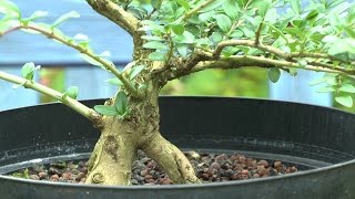 Bonsai Lonicera die Geschichte geht weiter [upl. by Eednim]