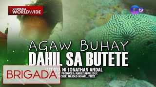 Mangingisda sa Bohol agawbuhay matapos kumain ng butete or puffer fish  Brigada [upl. by Pirri]