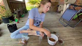 Stratifying Pawpaw Seeds [upl. by Singer]