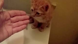 How to wash a Kitten without making it to scared [upl. by Augustin]