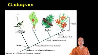 Biology Cladistics and Cladograms [upl. by Israeli545]