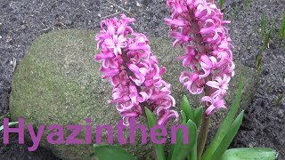 Hyazinthen pflege Pflanzen Standort Gießen Düngen Blüte vermehren Hyacinthus [upl. by Eeltrebor]