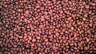 Tanzania Peaberry Fresh Roasted Coffee Bean Description [upl. by Aliekat146]