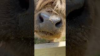 Flapjack wasn’t going to let any food get wasted… fluffyfeatherfarm fluffycow highlandcow [upl. by Aiym662]