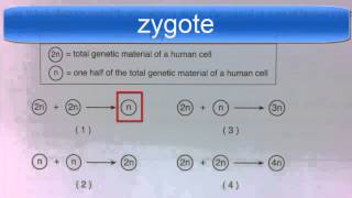 Diploid and Haploid Regents Question [upl. by Ader]