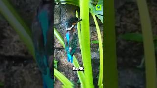 Why Kingfishers Get Stuck in Trees [upl. by Yorick886]