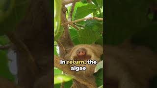 Sloths Tiny Green Gardens facts viral shorts animals [upl. by Yesoj]